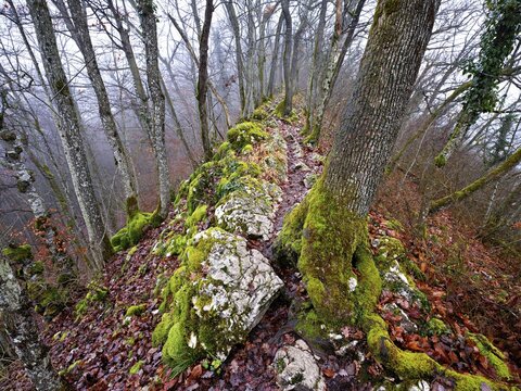 Moss-covered trees surrounded by distinctive limestone formation, L&auml;gerngrat, Baden, Canton Aargau, Switzerland