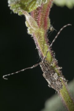 Bind eyeboat, gray-bonded eyespot, mesosa nebulosa, white-clouded longhorn beetle, beetle, longhorn beetle, coleoptera, high size, vertical format, insects, beetles