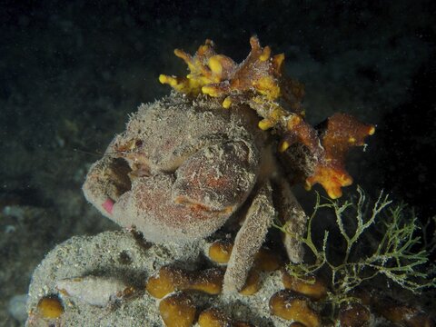 A camouflaged crab, woolly crab (Dromia personata) sits covered with golden sponge (Aplysina aerophoba) in the dark water. Dive site House Reef, Stoja, Pula, Croatia, Mediterranean Sea