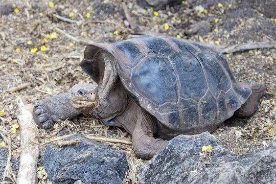 Giant tortoise (Chelonoidis nigra), Santa Cruz, Galapagos, Ecuador