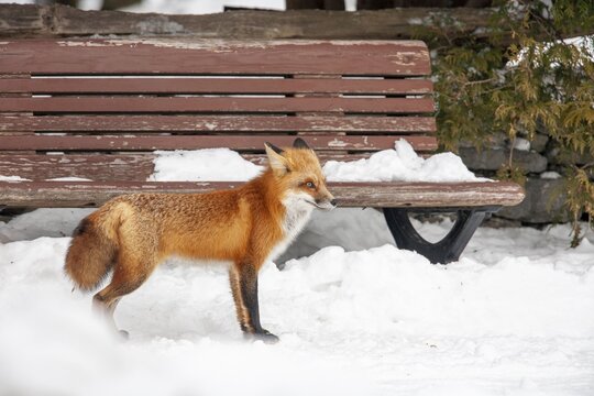 Red fox (Vulpes vulpes), Fox standing on snow close to a bench, Province of Quebec, Canada, North America