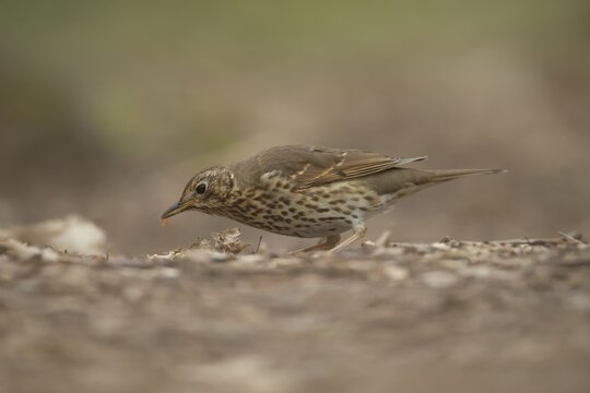 Song thrush (Turdus philomelos) adult bird feeding on a woodland floor, England, United Kingdom
