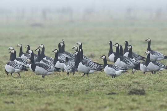 Barnacle Geese, White-fronted Geese (Branta leucopsis), East Frisia, Lower Saxony, Germany
