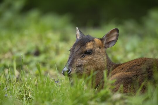 Muntjac deer (Muntiacus reevesi) adult sitting in grassland, Norfolk, England, United Kingdom