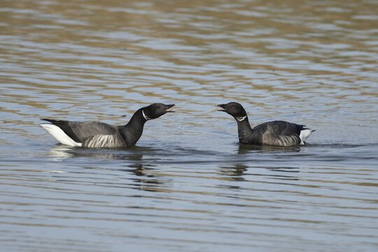 Brent goose (Branta bernicla) two adult geese birds calling or arguing on a lagoon, England, United Kingdom