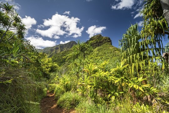 Vegetation along the Kalalau Trail, Nā Pali Coast, Napali Coast, Kauai, Hawaii, USA