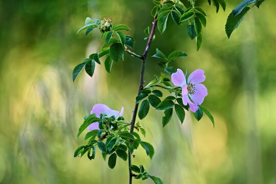 A wild rose (Rosa corymbifera) in bloom, Canton of Aargau, Switzerland