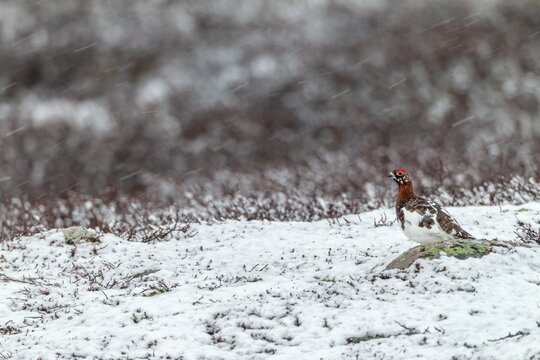 A sudden onset of winter in May does not disturb the male willow ptarmigan (Lagopus lagopus), snowfall, snowflakes, winter, snow, cold, mating season, Sweden
