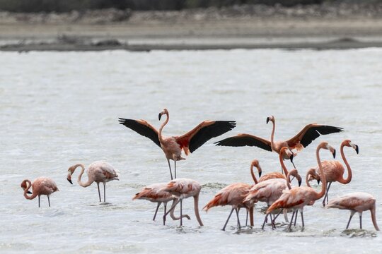 Cuba flamingos (Phoenicopterus ruber), Curacao