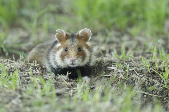 European hamster (Cricetus cricetus), in a meadow, just coming out of its burrow, Vienna, Lower Austria, Austria