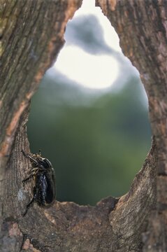 Hermit, Hermit Beetle, Juchten Beetle, Osmoderma Eremita, Beetle, Coleoptera, FFH, high size, portrait format, insects, beetles