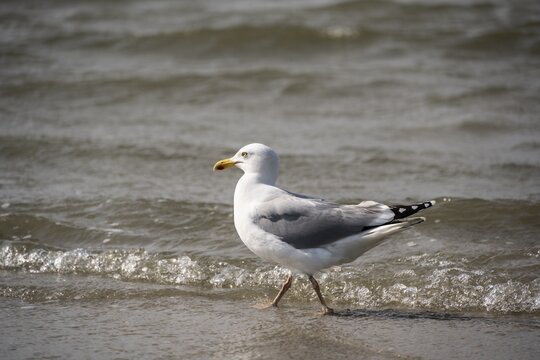 European herring gull (Larus argentatus) running on the shore, Lower Saxony Wadden Sea, Juist Island, East Frisia, Lower Saxony, Germany