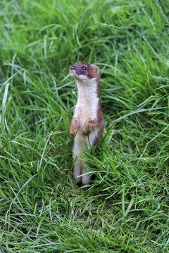 Ermine (Mustela erminea), adult, alert, standing upright, Surrey, England, United Kingdom