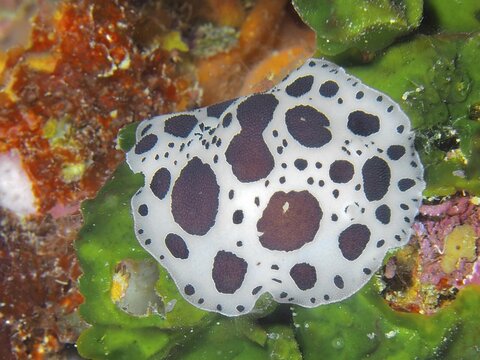 A black-and-white-patterned sea snail, the leopard snail (Discodoris atromaculata), against a green background in the sea, at the Muzil dive site, Stoja, Pula, Croatia, Mediterranean Sea