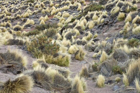 Paja brava grasses, Tatio Geysers, Regi&oacute;n de Antofagasta, Chile, South America