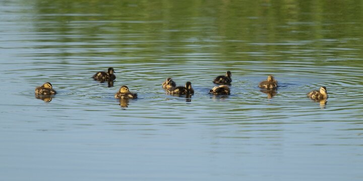 Mallard (Anas platyrhynchos), young birds swimming on a lake, blue water, Lower Saxony, Germany