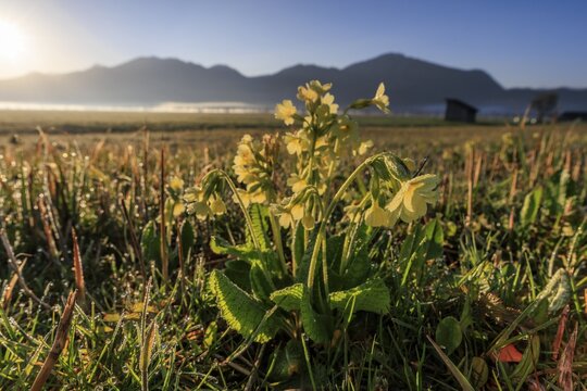 Common cowslip (Primula veris), wildflowers, sunrise, morning mood, backlight, dewdrops, morning dew, mountains, mountain landscape, sunny, Loisach-Lake Kochel moor, behind Jochberg (right), Alpine foothills, Bavarian Alps, Bavaria, Germany