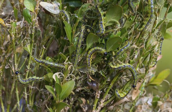 Box tree moth, boxwood moth, boxwood moth, cydalima perspectalis, moth, inchworm, insects, moths, caterpillars, butterflies