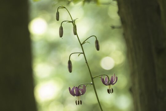 Martagon lily (Lilium martagon), Hesse, Germany