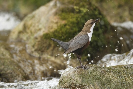 White-breasted dipper (Cinclus cinclus) Old bird with food on mossy stone in water, Allg&auml;u, Bavaria, Germany