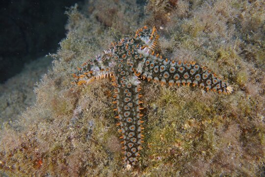 White starfish (Coscinasterias tenuispina) resting on an algae-covered substrate. Dive site Cueva de las Morenas, Palm Mar, Tenerife, Canary Islands, Spain