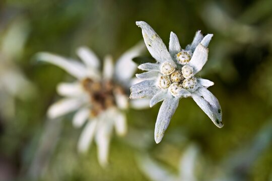 Flower of the Alpine edelweiss (Leontopodium nivale), Switzerland