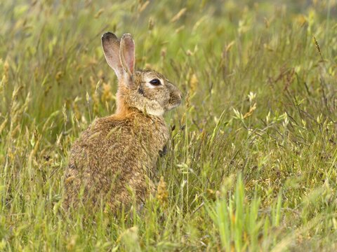 European rabbit (Oryctolagus cuniculus), Texel Island, Netherlands