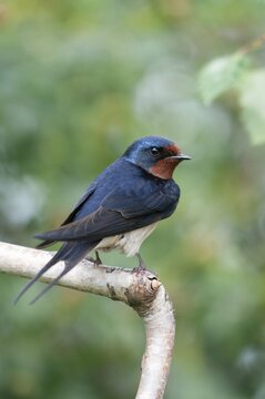 Hirundo rustica, house martin, barn swallow, birds, high size, portrait format, passeri, swallows, songbirds, birds