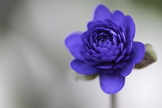 Liverwort (Hepatica nobilis Plena) in full bloom, Emsland, Lower Saxony, Germany