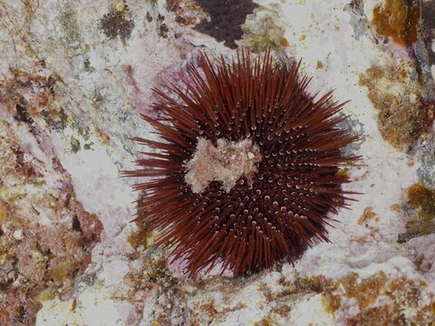 A red spiny sea urchin (Paracentrotus lividus) sits on a rocky seabed, dive site: Giens Peninsula, Hy&egrave;res, Porquerolles, Provence, C&ocirc;te d'Azur, Mediterranean Sea, France