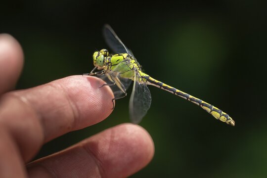 Green culbtail, green snaketail, green wedge, ophiogomphus cecilia, anisoptera, damselflies, dragonflies, insects, dragonflies, odonata