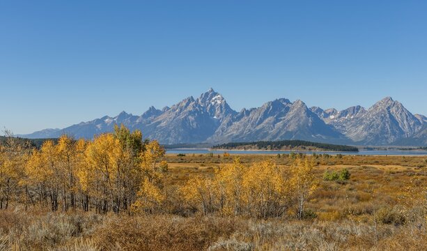 Autumn landscape, yellow coloured Common aspens (Populus tremula) and bushes in front of mountain landscape, Willow Flats Overlook, Teton Range mountain range, Grand Teton National Park, Wyoming, USA