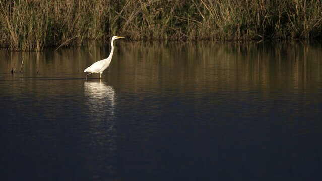 Great egret (Egretta alba) standing in shallow water, Naturquartier Grosswilfersdorf, Grosswilfersdorf, Styria, Austria
