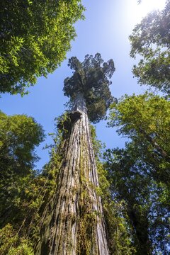 Alerce Milenario, over 3000 years old Alerce tree, Valdivian or North Patagonian Rainforest, Parque Nacional Alerce Andino, Llanquihue, Los Lagos, Chile