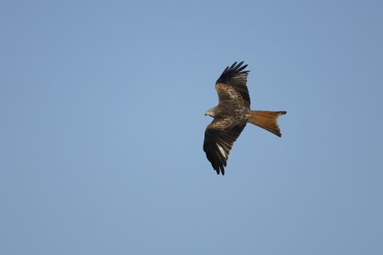 Red kite (Milvus milvus) adult raptor bird of prey in flight, Suffolk, England, United Kingdom