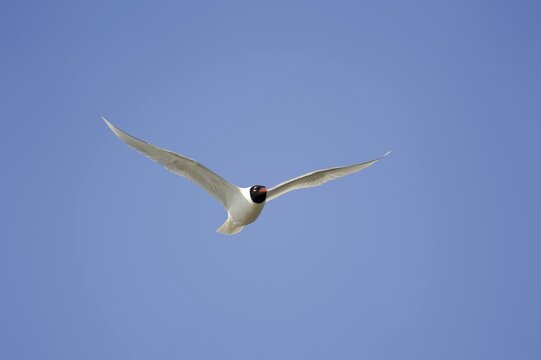 Herring Gull (Ichthyaetus melanocephalus, Larus melanocephalus), flying, Camargue, Provence, southern France