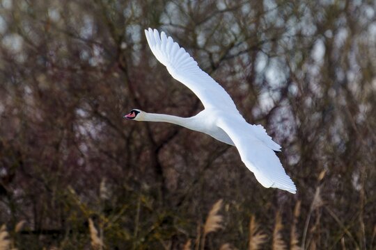 Mute swan (Cygnus olor), wildlife, Germany, A swan flies with outstretched wings against a wintry backdrop of trees