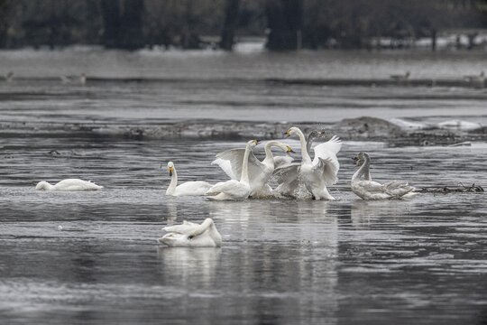 Tundra swans (Cygnus bewickii), fighting, Emsland, Lower Saxony, Germany