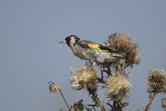 European goldfinch (Carduelis carduelis) adult garden bird feeding on a Spear thistle seedhead, England, United Kingdom