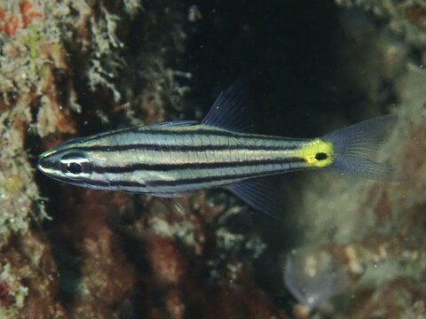 A striped fish with yellow and black markings, the serrated cardinalfish (Cheilodipterus isostigmus), swimming against a dark background, at the Magic Forest dive site, Penyapangan, Bali, Indonesia