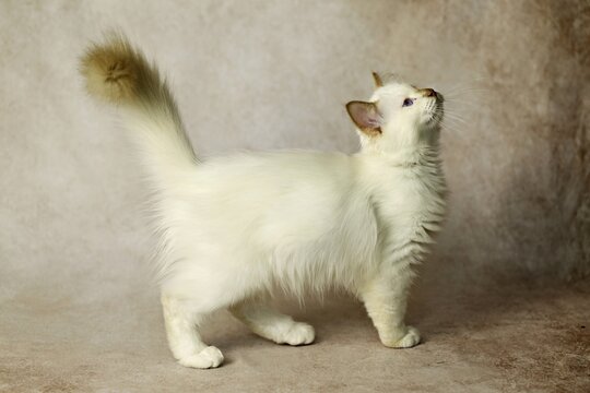 Purebred cat, Sacred Burmese, young male cat, Cinnamon-point