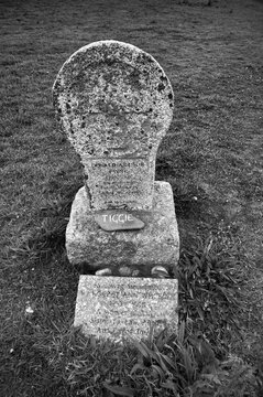 Tombstone for the dog Tiggie, next to the church ruins of the former church of St Helen's Oratory, Cape Cornwall, black and white, St Just in Penwith, Cornwall, England, Great Britain, Great Britain