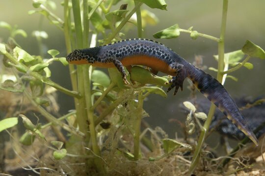 Alpine newt, mountain newt, ichthyosaura alpestris, mesotriton alpestris, triturus alpestris, amphibians, amphibians, amphibians, amphibians, amphibians, amphibians, amphibians, amphibians, amphibians, amphibians, amphibians, amphibians, amphibians, amphibians, amphibians, amphibians, amphibians, amphibians, amphibians, amphibians, amphibians, amphibians, amphibians, amphibians
