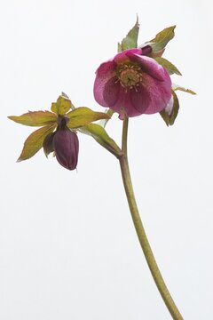 Lenten rose (Helleborus orientalis hybrids), Emsland, Lower Saxony, Germany