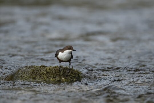 White throated dipper (Cinclus Cinclus) adult bird on a moss covered rock in a river, Derbyshire, England, United Kingdom