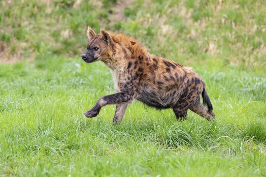 An adult female Spotted Hyena (Crocuta crocuta) runs across a green meadow