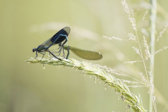 Banded demoiselles (Calopteryx splendens), mating wheel on grass ear, Hesse, Germany
