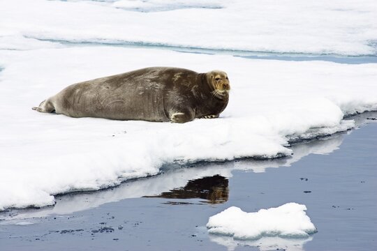 Bearded Seal or Square Flipper Seal (Erignathus barbatus) on an ice floe, Spitsbergen, Norway