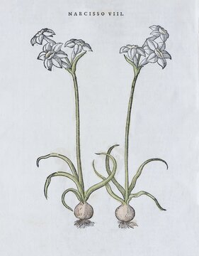 Poet's Daffodil (Narcissus poeticus), hand coloured woodcut by Pietro Andrea Mattioli, Venice, 1568