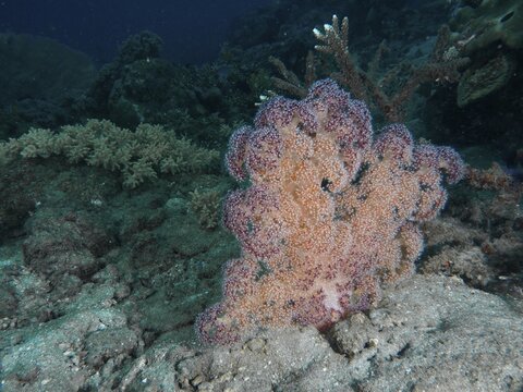 Purple and orange tree corals (Dendronephthya) on the sandy seabed, Spice Reef dive site, Penyapangan, Bali, Indonesia